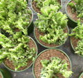 8" Euphorbia Brain Cactus